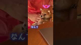 【子犬のかまってアピールがすさまじい！】可愛い柴犬赤ちゃんのせいで仕事ができません😂I can't work because of baby Shiba Inu puppy#Shots