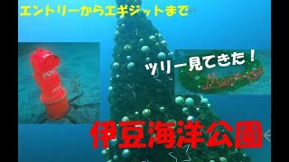 ＜メリクリ！＞伊豆海洋公園でツリー見てきた 2021年12月18日＜ダイビング＞