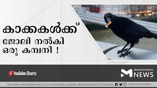 കാക്കകള്‍ക്ക് നിയമനം നല്‍കി ഒരു കമ്പനി! | MAINSTREAM NEWS MALAYALAM