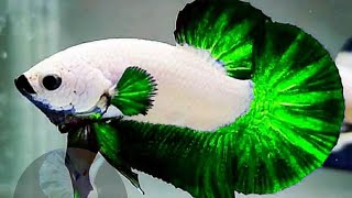 TOP 25 BETTAS RAROS E ESPETACULARES DE BONITOS