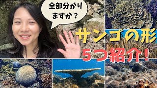 サンゴの形を5つ紹介します！