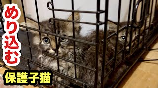 恐怖のあまり子猫がめり込んでました