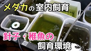 我が家の針子・稚魚の飼育環境【メダカ】