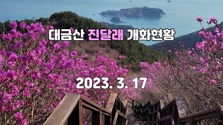 거제 대금산 진달래 개화 현황/진달래가 얼마나 피었을까요?/대금산 진달래 축제 2023년