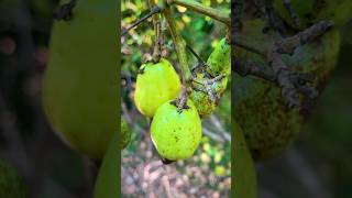 Cashews fruit 😋😋 #truits  #youtubeshorts  #mindrelaxing #wildfruit