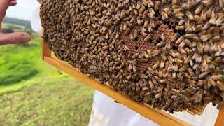 How to take care of your bees?