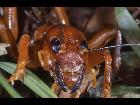 Can a potato bug hurt you?