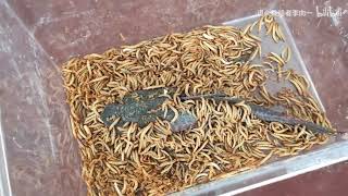 1000只面包虫活活咬死装甲鱼，1000 Mealworms VS Armor fish