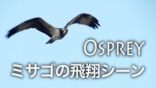 【野鳥動画】ミサゴの飛翔 / Osprey / Pandion haliaetus