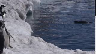 Adelie penguins (Pygoscelis adeliae) jumping out of the sea onto an ice shelf, Antarctica.