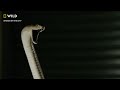 Finding a Black Mamba in the Dark | Snakes In The City | National Geographic