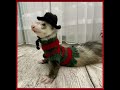 Ferret Cosplay🤔 #ferret  With one ? #cosplay   #animals  #furries #furet  #love  #cute