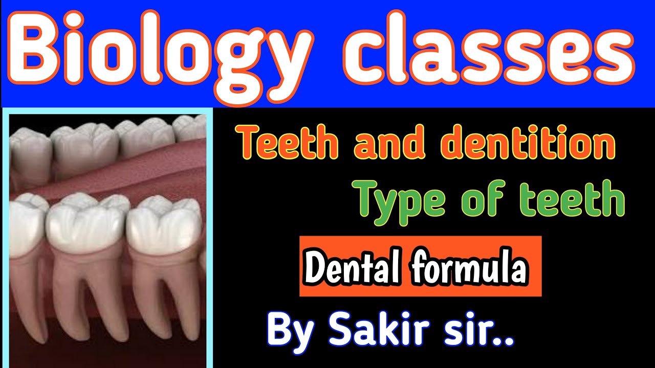 Teeth And Dentition, Type Of Teeth, Dental Formula, NCERT Pattern, New ...