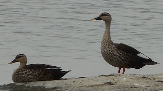 Spot Billed Duck - Courtship Display \u0026 mating