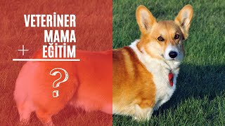 2023 YILI KÖPEK BAKIM MALİYETLERİ? KÖPEK ALIRSAM İLK YIL İÇİNDE NE KADAR PARA HARCARIM?