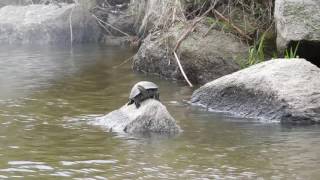 Mauremys rivulata -- Balkan pond turtle