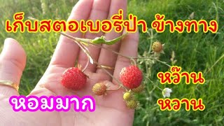 เก็บสตอเบอรี่ป่า เก็บข้างทางเดินลูกเล็ก ๆ...26 de junio de 2018