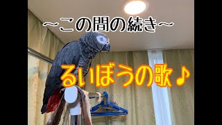 ～この間の続き～ るいぼうの歌♪ ヨウムのるいちゃん