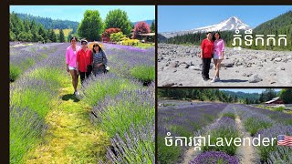 ទៅលេងចំការផ្កាLavender🇺🇸ថ្ងៃ4th of July, lavender farm