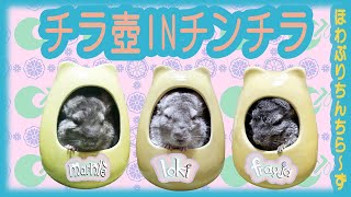 【チンチラ】チラ壺に入ったチンチラ～癒しタイム（Cute chinchillas relaxing in a pot.）