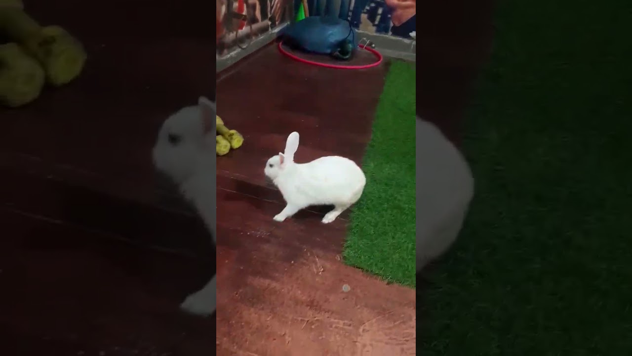 Cute Rabbit рџђ Shorts Youtubeshorts Animals Rabbit Yt Youtube