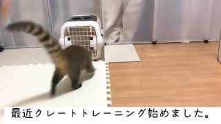 【防災訓練】アカハナグマのクレートトレーニング