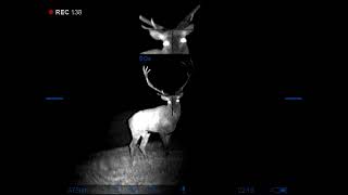 Strongest stag in this area. Red stag rut 2022 with Pulsar Digisight Ultra N455 LRF. Part 4.