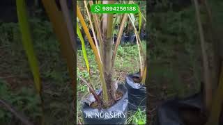 Kuttiyadi coconut - Big plants available. For orders :- Call 9894256188