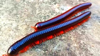 ⭕Ayo berburu kaki seribu, kaki seribu besar, kaki seribu hitam, millipedes