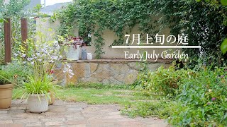 《植え替えいらずの宿根草》ブルーの花々で夏の庭を爽やかに《T's Gardenのガーデニング》