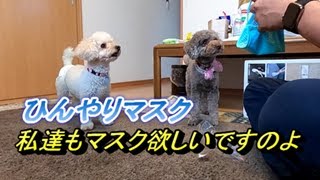 183. 私たちはマスクしなくていいの？🐶