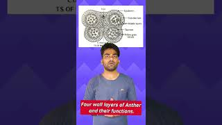 Four Wall Layers Of Anther #shorts #neet #neet2024 #aiims #biology #education