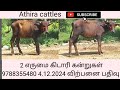 2 விற்பனை பதிவுகள் 9 மற்றும் 8 மாதங்கள் ஆன 2 எருமை கிடாரி கன்றுகள் @athiracattles4372