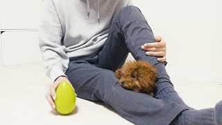 The reaction of a puppy who saw an egg that could never be caught | Funny and Cute Dog