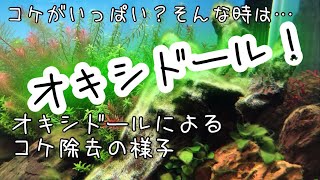 【アクアリウム】オキシドールで苔を除去