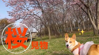 桜見物【お花見コーギー】春が来たね、楽しくてニッコリこよりだワン