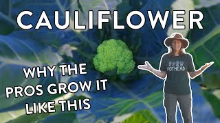 How to Grow Perfect Cauliflower at Home (Step-by-Step Guide!)