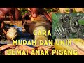 Cara Banyakkan Anak Pisang Dengan Mudah