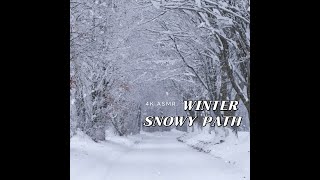 🎵🎵 SNOWY FOREST PATH 🎵🎵