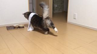 お風呂上がりのような猫 ノルウェージャンフォレストキャットCat looks like after bathing.Norwegian Forest cat.