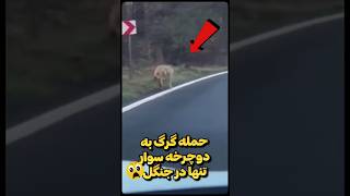 حمله گرگ به دوچرخه سوار تنها درجاده جنگلی !🤯🐺