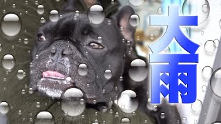 土砂降りの大雨を見せたら子犬の頃とは違う反応だった