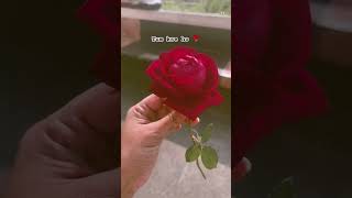 Rose 🌹| Jaan #rose #jaan #jaani #lovestatus #youtubeshort