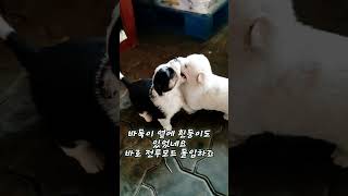 바둑이가 심심하면 생기는 일