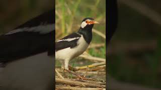 Pied Myna/Gracupica contra bird. #nature #wildlife #bbcearth #animalplanet #nationalgeography