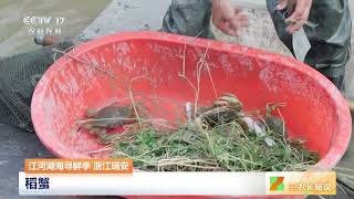 [三农长短说]江河湖海寻鲜季 浙江瑞安 稻蟹共养再升级 青蟹住进“蟹公寓” | 农业致富经 Agriculture And Farming