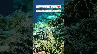 Relaxing underwater coral world #aquasmartclub #fishlover #monsterfish #trending #shortfeed #viral