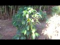 Café Geishas en sombra de súper alimentos, amaranto cruentus y Chía o Salvia Americana, en algunos s