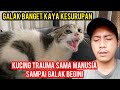 Kucing Kampung Tergalak Di Dunia Karena Trauma..!