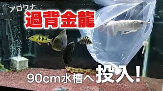 アロワナF2過背金龍 遂に買いました！90cm水槽にアジアアロワナ投入の瞬間！！